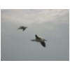 27 Galilee - gulls 2.jpg